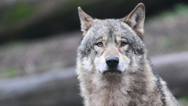 Im Landkreis Stade hat es am vergangenen Wochenende die erste dokumentierte Wolfsattacke auf Schafe im Alten Land gegeben.