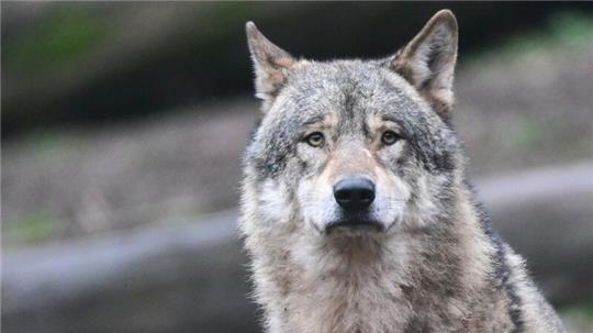 Im Landkreis Stade hat es am vergangenen Wochenende die erste dokumentierte Wolfsattacke auf Schafe im Alten Land gegeben.