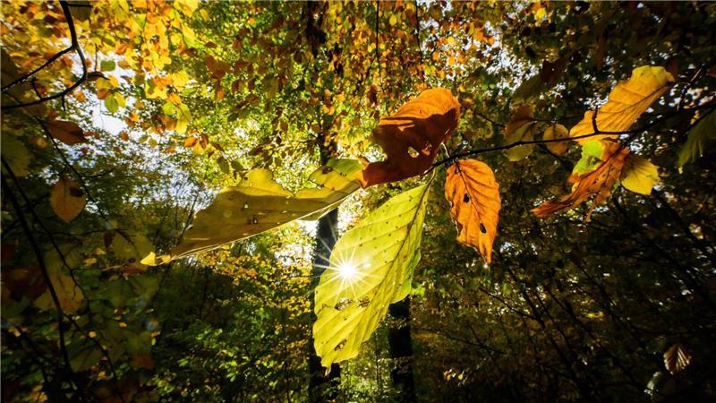Im Laufe der Woche sind mancherorts Temperaturen bis 20 Grad möglich