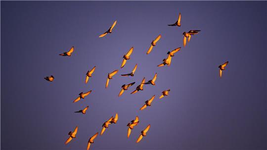 Im Licht der Morgensonne leuchten die Flügel von Tauben, die am Himmel über der Stadt Cottbus fliegen. 