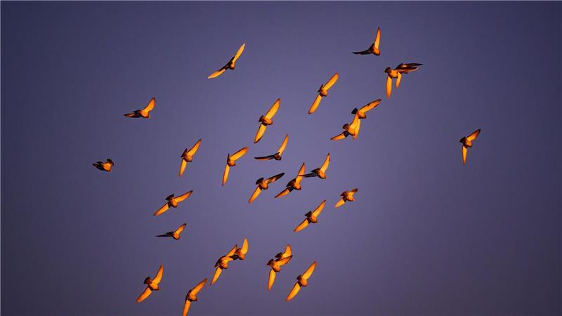 Im Licht der Morgensonne leuchten die Flügel von Tauben, die am Himmel über der Stadt Cottbus fliegen. 