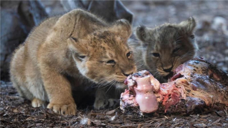 Wal, Wolf und Schakal: Diese Tiere berührten den Norden Im März haben die kleinen Löwen im Schweriner Zoo den Wintergarten des Rote-Liste-Zentrums erkundet. (Archivbild)