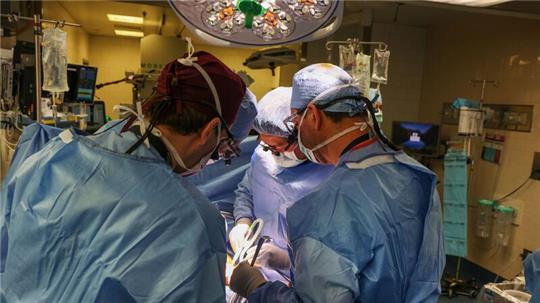 Im Massachusetts General Hospital haben Ärzte einem Patienten eine Schweineniere transplantiert.