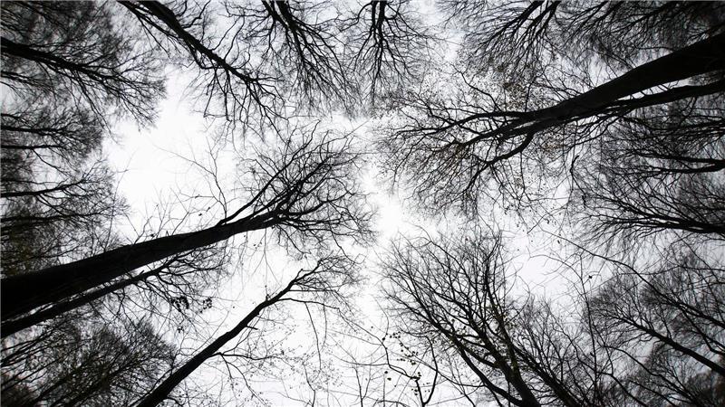 Im Moment geht es dem Wald im Norden etwas besser. Doch die Zukunft birgt Risiken.