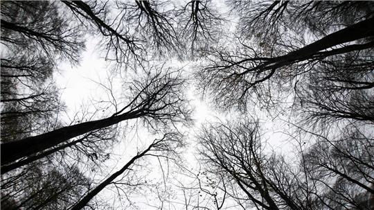 Im Moment geht es dem Wald im Norden etwas besser. Doch die Zukunft birgt Risiken.