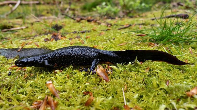 Im Nationalpark Harz sind erstmals Exemplare des streng geschützten Nördlichen Kammmolchs gefunden worden.