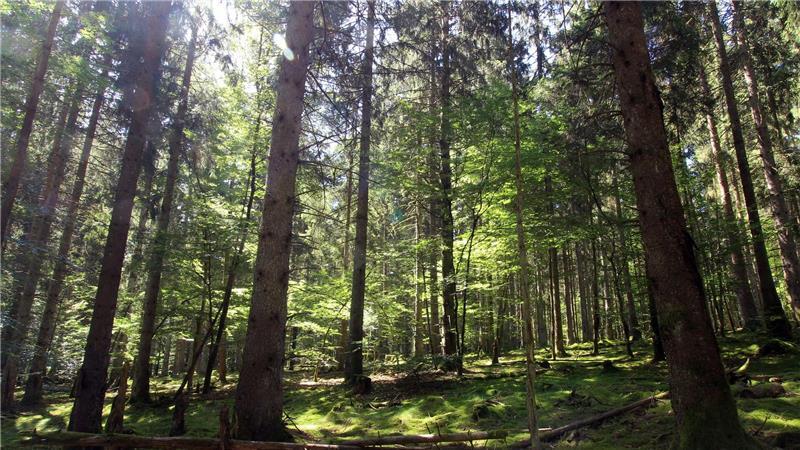 Mehr Vielfalt: Wie sich der Wald von morgen wandeln muss Im Nationalpark Hunsrück-Hochwald gibt es einen Mischwald aus Fichten und alten Buchen. (Archivfoto)
