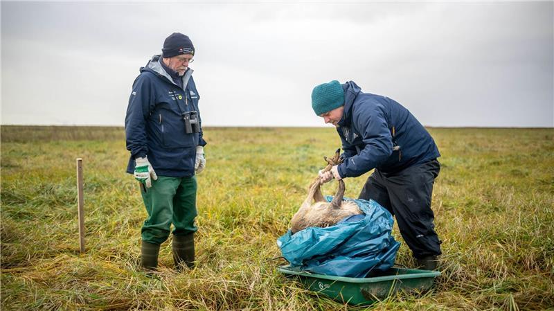 „Wer fraß am Aas?“ - Biodiversität-Hotspots im Wattenmeer Im Nationalpark Niedersächsisches Wattenmeer werden im Rahmen des Kadaver-Forschungsprojekts regelmäßig tote Rehe und Seehunde ausgelegt.