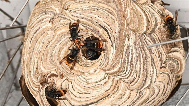 Achtung, gefährlich: Exotische Hornisse in Niedersachsen gesichtet Im Nest der Asiatischen Hornisse leben mitunter Tausende Tiere. (Illustration)