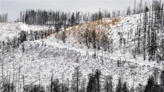 Im Oberharz fällt in den kommenden Tagen Schnee. (Archivbild)