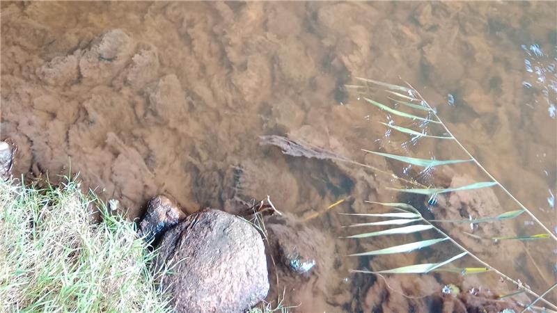 Im Oberlauf der Aue hat sich ein Pilz ausgebreitet.