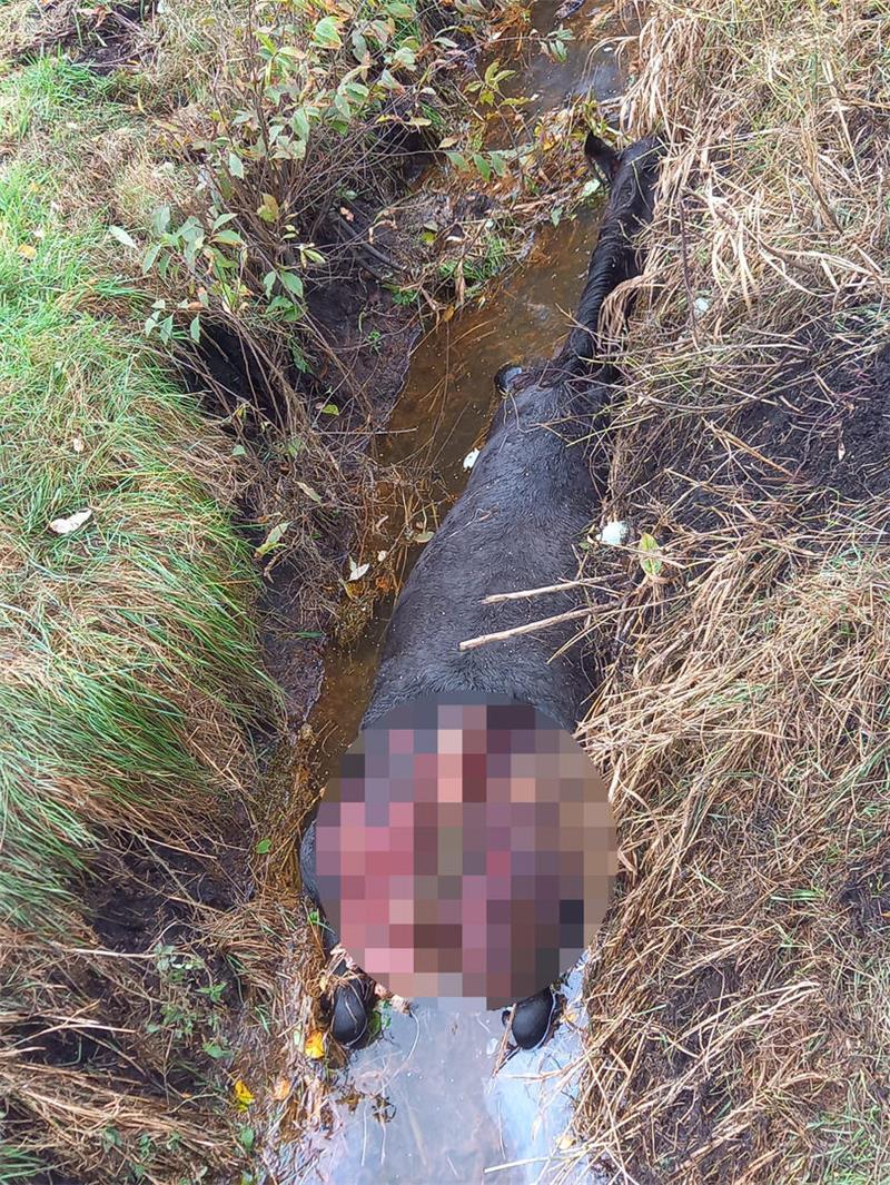 Neueste Zahlen: Niedersachsen ist jetzt Wolfsland Nummer eins Im Oktober töteten Wölfe erstmals ein Pferd im Landkreis Stade in Kutenhotz.