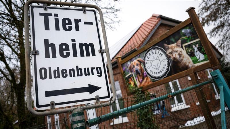 Im Oldenburger Tierheim warten zahlreiche Tiere auf ein neues Zuhause - darunter ist die unternehmungslustige Katze Shila.