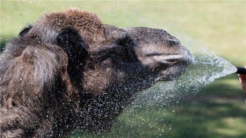 Bilder des Tages Im Opel-Zoo in Kronberg erfrischt eine Tierpflegerin mit einer Wasserdusche die Dromedare bei 40 Grad. Die Tiere, die Hitze gewohnt sind, suchen nach Abkühlung.