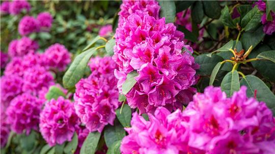 Im Park der Gärten dreht sich an diesem Wochenende alles um die Pflanzengruppe Rhododendron.