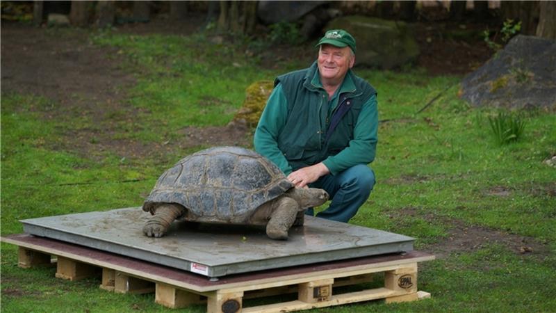 Im Rahmen der jährlichen Inventur werden auch die Riesenschildkröten einmal im Jahr gewogen. Foto: Stenzel