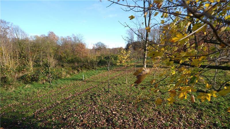 Im Rahmen des Fame-Forest-Projektes werden auch Blühwiesen angelegt, Streuobstwiesen gepflegt und Sträucher gepflanzt.