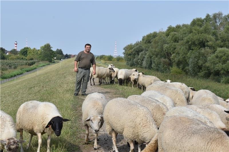 Im Sommer finden die Schafe von Deichschäfer Vasile Buza auf dem Elbdeich reichlich Futter, im Winter/Herbst fressen sie auch auf Äckern auf der Geest. Foto: Vasel