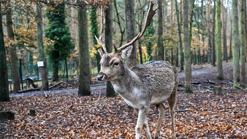 Im Sommer haben die Tiere weiße Flecken auf dem Fell, im Winter sind diese kaum sichtbar. (Symbolbild)