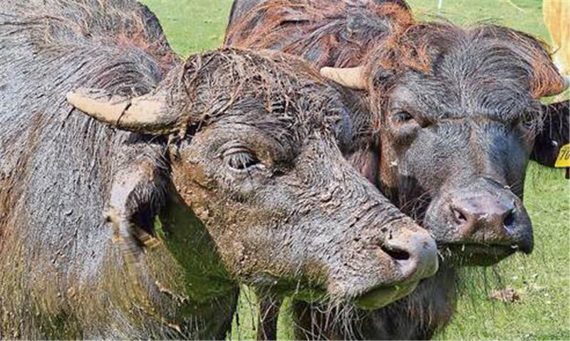 Im Sommer stehen die Wasserbüffel der Spincks auf der Weide und machen sich auch gern mal dreckig. Übrigens: Die Hörner sehen bei jedem Tier anders aus - wie Fingerabdrücke beim Menschen. Foto: privat