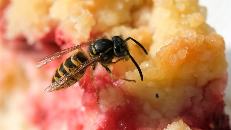 Im Spätsommer sind die Wespen besonders lästig, weil sie auf Suche nach süßer Nahrung sind.