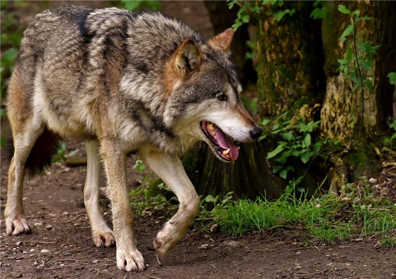 Im Stader Nachbarkreis verendete ein Wolf nach einem Verkehrsunfall. Foto: Pixabay.de