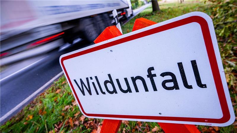 Im Südosten von Schleswig-Holstein gab es 21 Wildunfälle von Sonntagabend bis Montagmorgen. (Symbolbild)