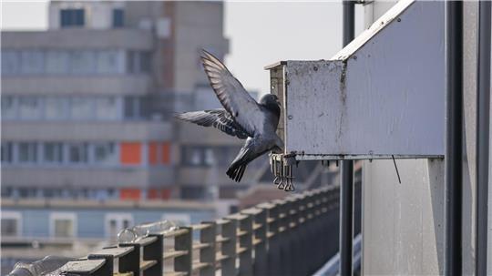 Im Taubenhaus in der Bremer Innenstadt finden Tauben ein sauberes Zuhause mit artgerechtem Futter und Nistplätzen.