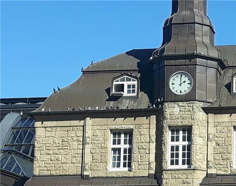 Im Taubenschlag am Hamburger Hauptbahnhof leben zwischen 200 und 250 Tauben. Sie sollen so von Gleisen und Bahnreisenden ferngehalten werden. Foto: Hamburger Stadttauben e.V.