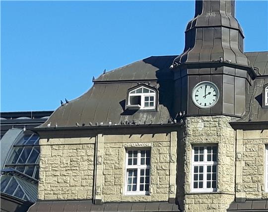 Im Taubenschlag am Hamburger Hauptbahnhof leben zwischen 200 und 250 Tauben. Sie sollen so von Gleisen und Bahnreisenden ferngehalten werden. Foto: Hamburger Stadttauben e.V.