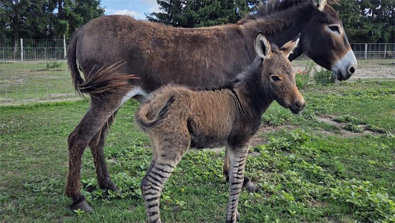 Im Tiererlebnispark Müritz wurde ein Zebresel geboren - eine Mischung aus Zebra und Esel.