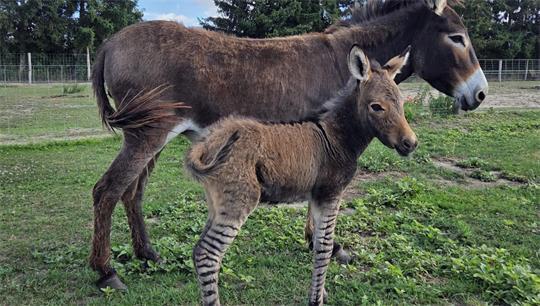 Im Tiererlebnispark Müritz wurde ein Zebresel geboren - eine Mischung aus Zebra und Esel.