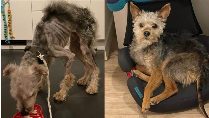 Im Tierheim Bremerhaven wurde Yorkshire-Terrier-Mischling Egon wieder aufgepäppelt. Er wurde schwer misshandelt auf einem Spielplatz ausgesetzt.