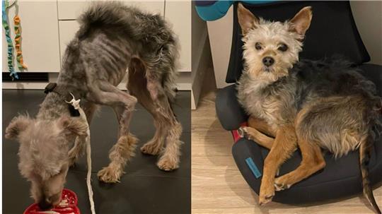 Im Tierheim Bremerhaven wurde Yorkshire-Terrier-Mischling Egon wieder aufgepäppelt. Er wurde schwer misshandelt auf einem Spielplatz ausgesetzt.
