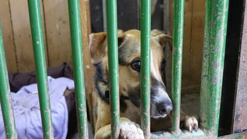 Im Tierheim Cuxhaven sind Tiere verschiedener Arten untergebracht. Sie werden von den Tierpflegern versorgt.