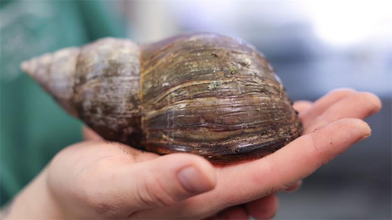 Ferienzeit: Immer mehr Tiere landen im Hamburger Tierheim Im Tierheim wohnt auch eine Große Achatschnecke.