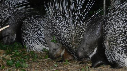 Im Tierpark Cux-Art Beverstedt sind neun Stachelschweine ausgebrochen.