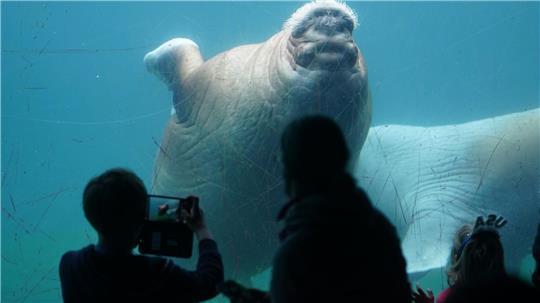 Im Tierpark Hagenbeck in Hamburg können sich Besucher an einigen Orten bei sieben Grad abkühlen (Archivbild).