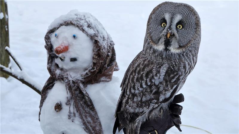 Im Vogelpark hat sich der Bartkauz «Emilia» auf einem Schneemann niedergelassen, den die Tierpfleger für die Vögel gemacht haben.