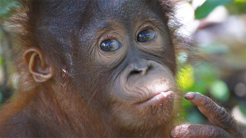 Vom Brandopfer zur Freiheit: Orang-Utan Himba ausgewildert Im Waldkindergarten und in der Waldschule lernte Himba alles über das Leben im Dschungel.