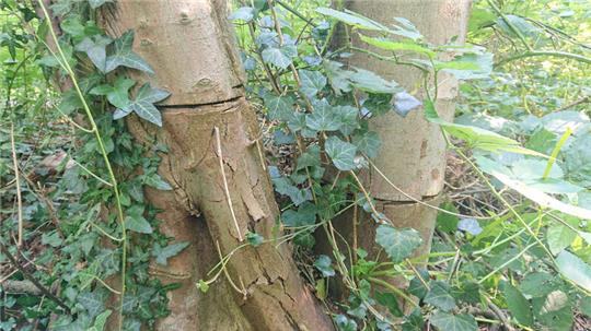 Im Waldpark Falkenstein haben Unbekannte mehrere Bäume massiv beschädigt, indem diese unter anderem angebohrt und mutmaßlich vergiftet wurden.