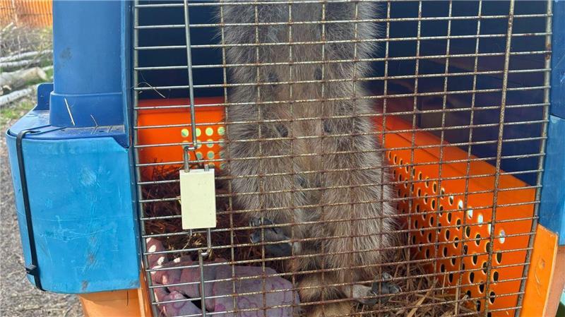 Im Waldzoo wird die Waschbären-Familie aufgepäppelt. 