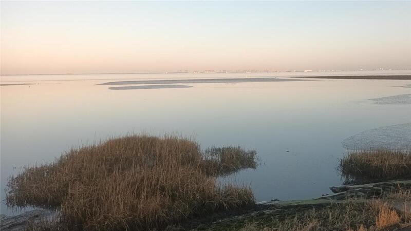 Im Weltnaturerbe Wattenmeer lebt der Queller von April bis Oktober. 