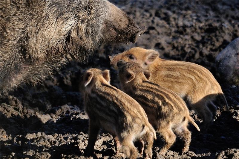 Im Wildpark Schwarze Berge sind die ersten Jungtiere zu besichtigen. Auch bei den Wildschweinen hat es schon Nachwuchs gegeben. Foto: Mohr
