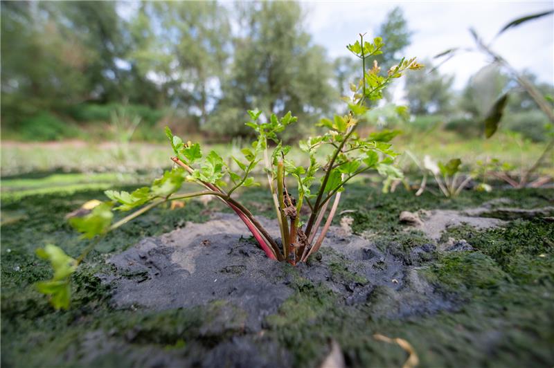 Im Zuge der Elbvertiefung haben sich der Bund und Hamburg verpflichtet, die Schierlings-Wasser-Fenchel-Pflanzen zu erhalten. Foto: dpa