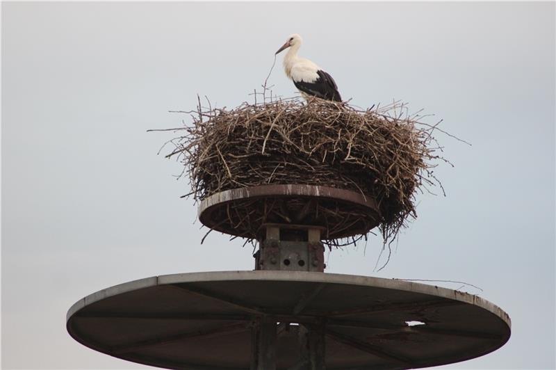 Im altbekannten Nest im Rübker Bruch hockt nur noch ein Jungstorch. Der zweite lag eines Morgens tot am Boden.