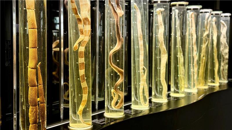 Im angegliederten Schlangenmuseum können Besucher alles über die faszinierenden Tiere lernen.