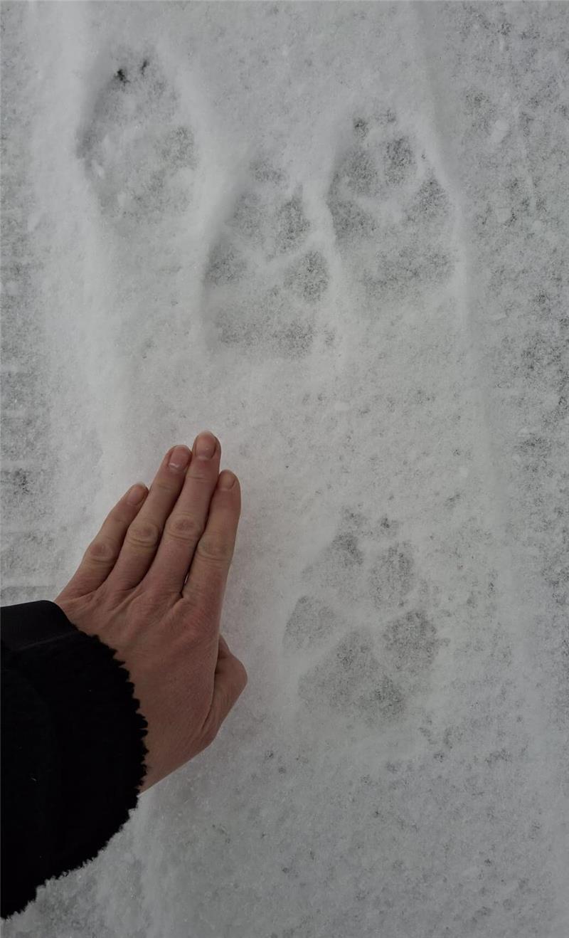 Im frischen Schnee waren die Trittsiegel der riesigen Pfoten sehr gut zu erkennen.