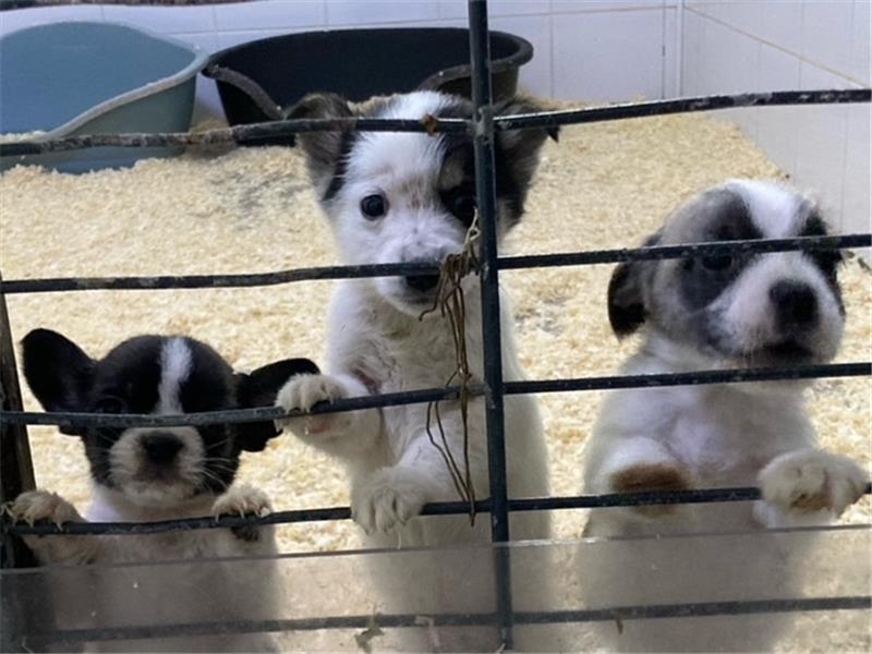 Im größten Tierheim der Welt werden jährlich tausende Tiere in ein besseres Leben vermittelt. Foto: Cera