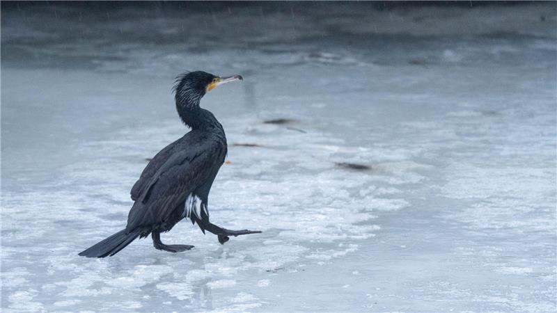 Im nächsten Winter rasten womöglich weniger Kormorane an der Ostseeküste. (Archivbild)